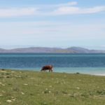 Coos on Barra